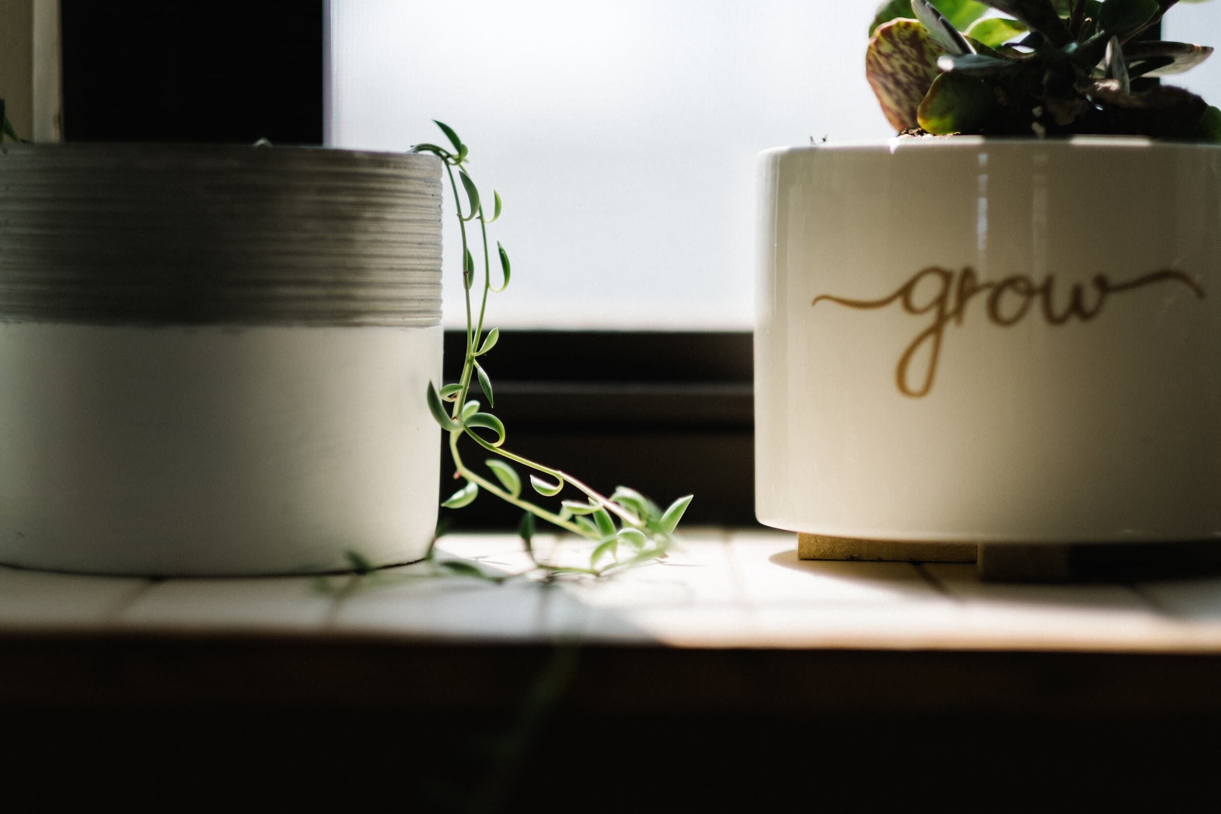Close-up of plants beside a cup reading grow.