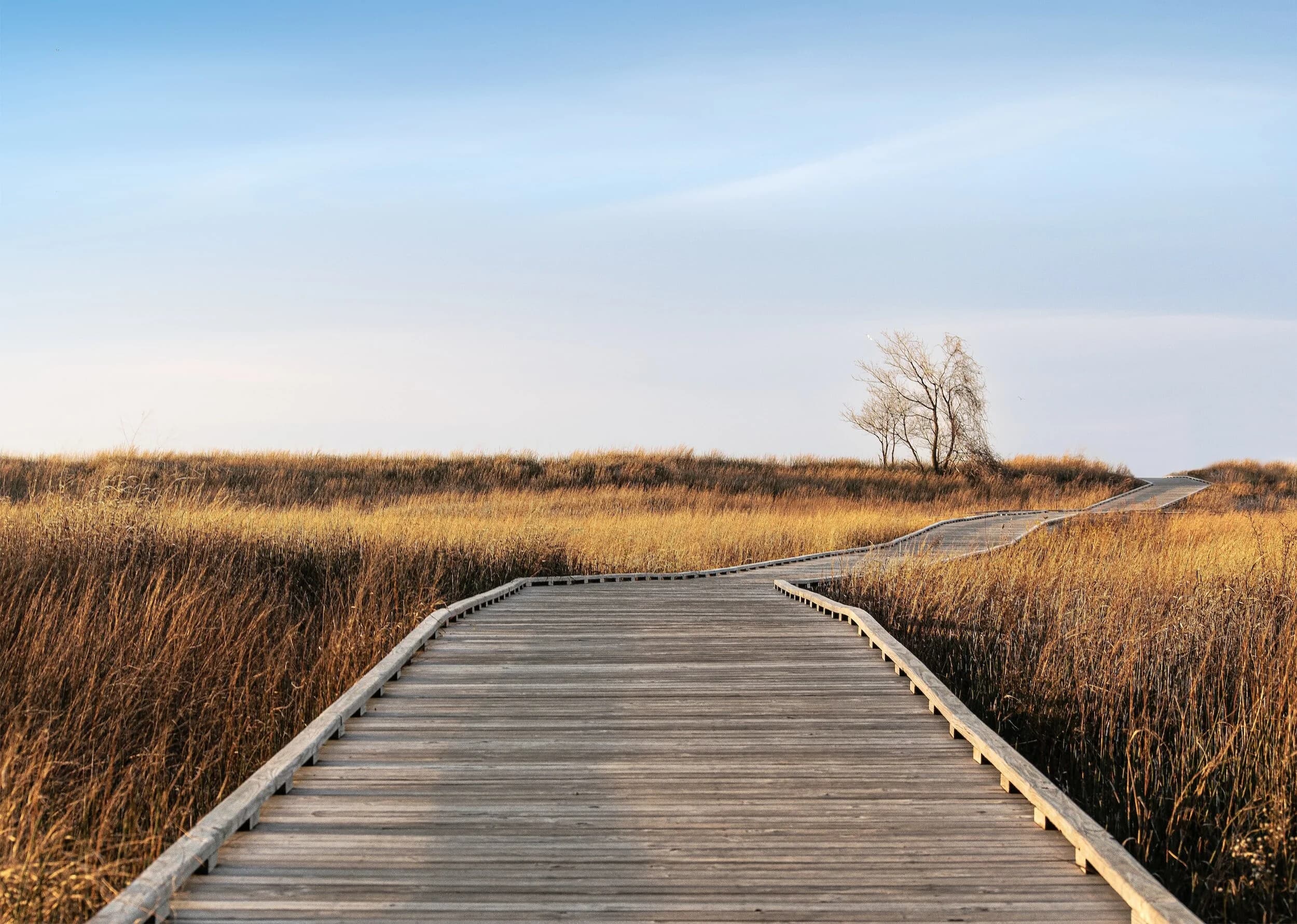 A wooden path extending through the grasslands as a metaphor for the guidance provided with executive coaching.